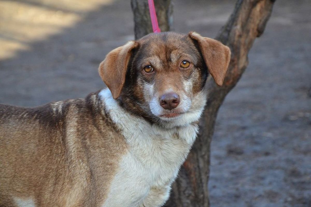 Девочке всего три годика Девочке всего три годика