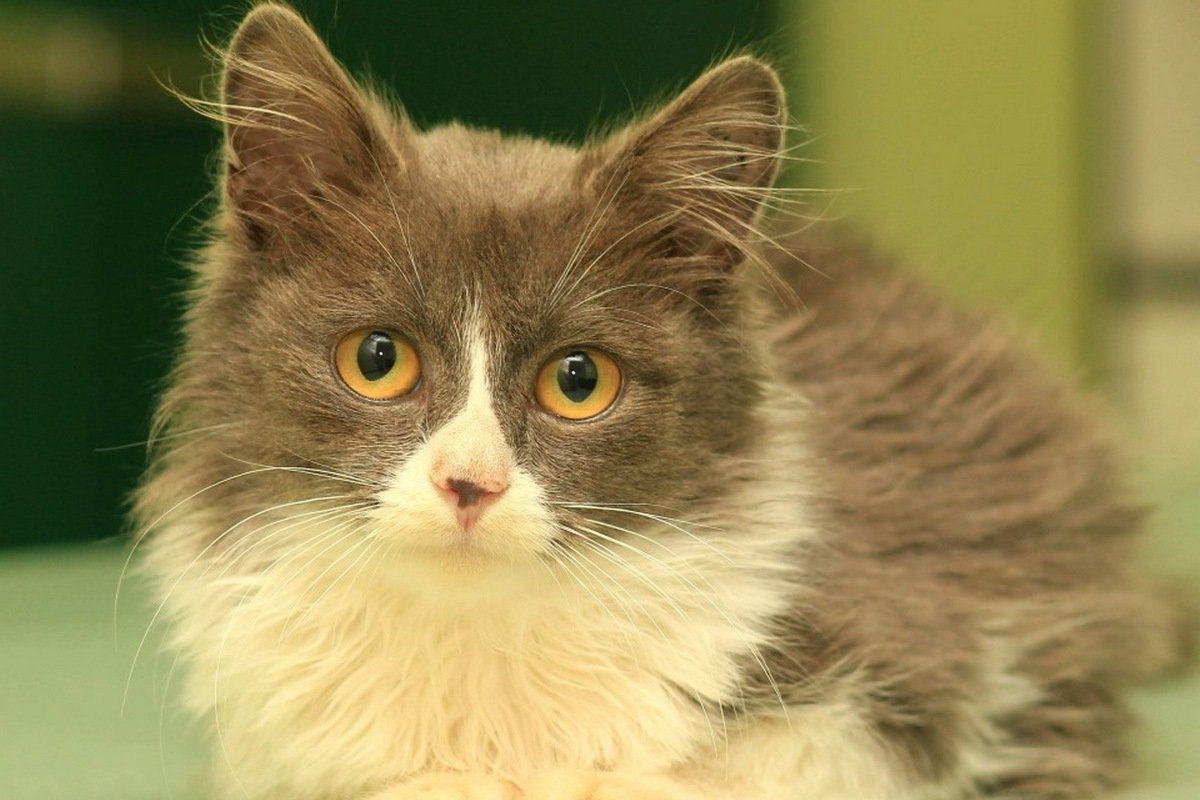 В этих глазах целая Вселенная В этих глазах целая Вселенная