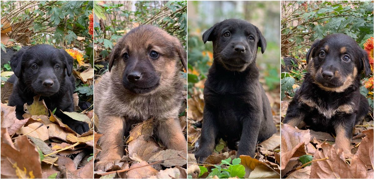 Бутузы-карапузы ищут дом Бутузы-карапузы ищут дом