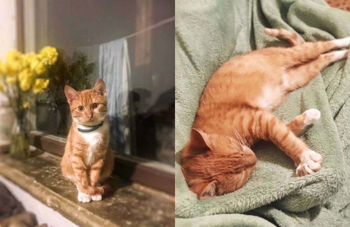 Замурчательный котенок Замурчательный котенок