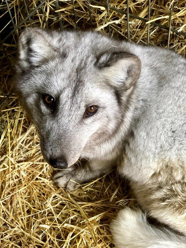 Экзотическим питомцам по 8 месяцев Экзотическим питомцам по 8 месяцев