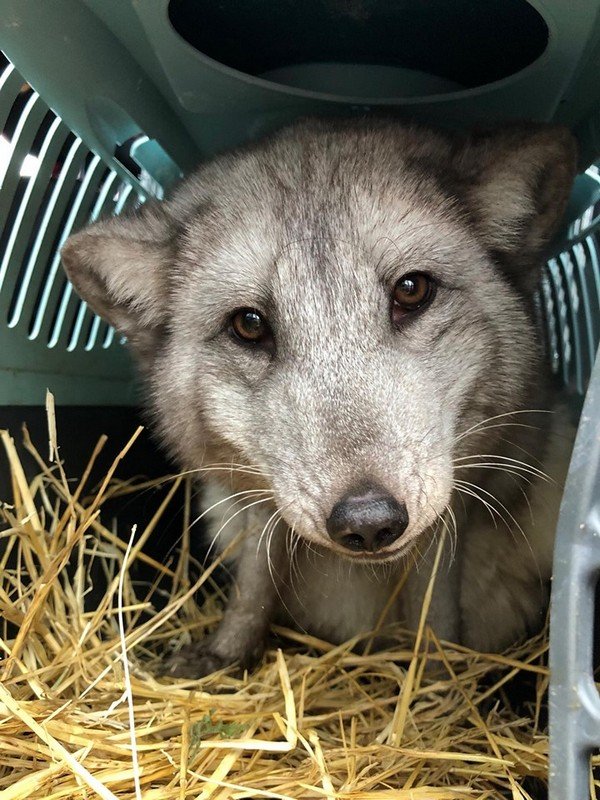 После зоо-фермы они боятся идти на контакт с людьми После зоо-фермы они боятся идти на контакт с людьми
