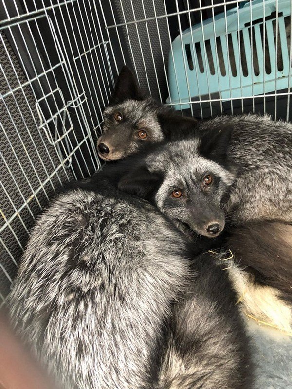 Животные нуждаются в восстановлении Животные нуждаются в восстановленииЖивотные нуждаются в восстановлении