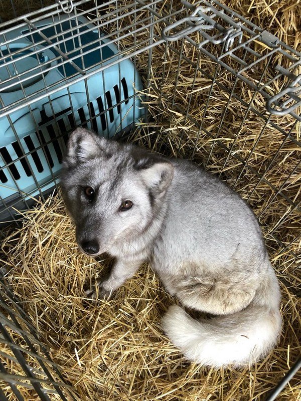 Их новая хозяйка надеется, что вольеры сделают до Нового Года Их новая хозяйка надеется, что вольеры сделают до Нового Года