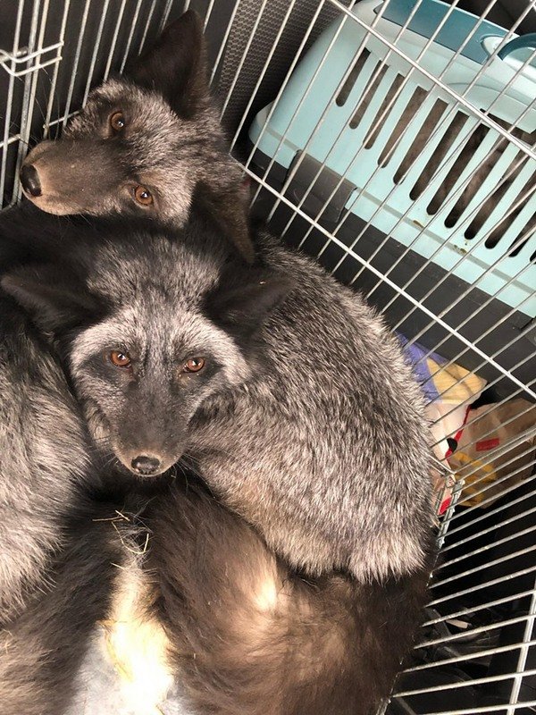 Когда хищники восстановятся, им найдут постоянных владельцев Когда хищники восстановятся, им найдут постоянных владельцев