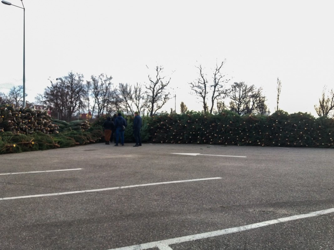 Первые елочки