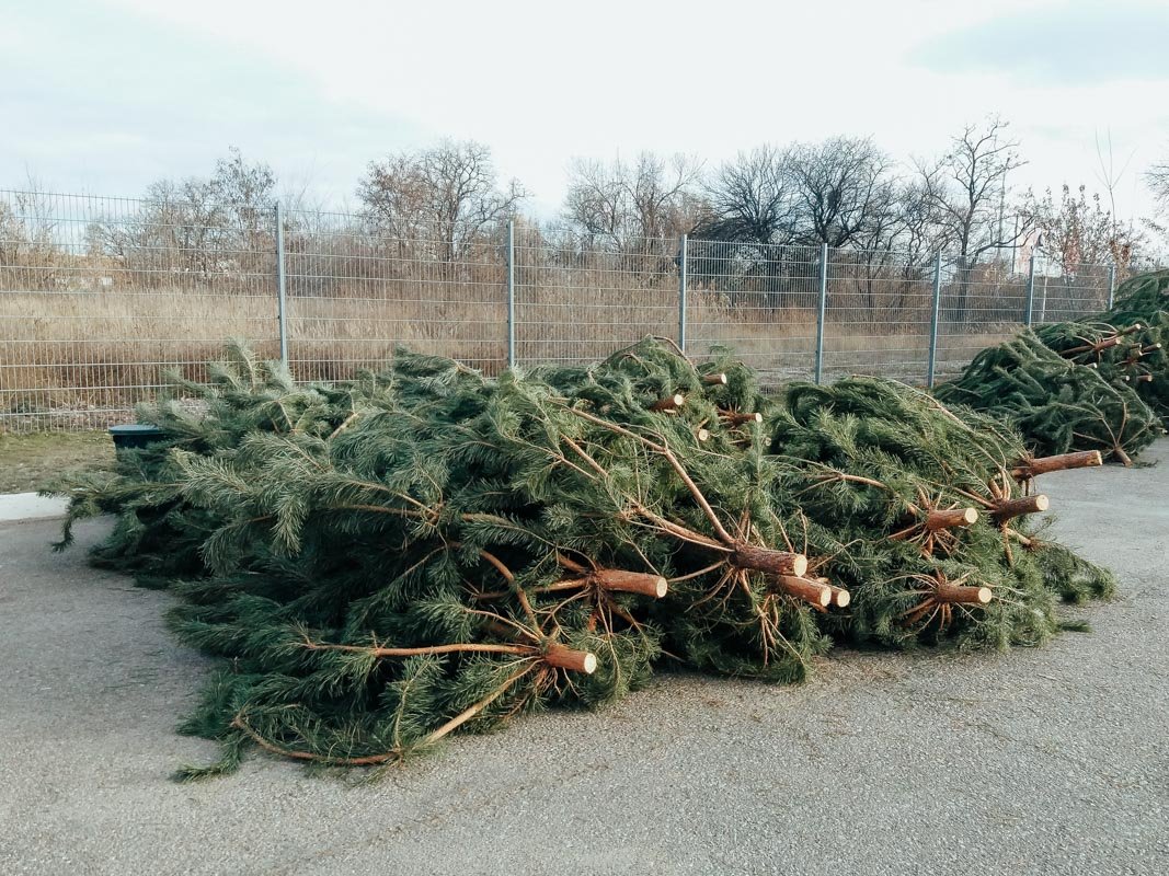 Елочки продают оптом