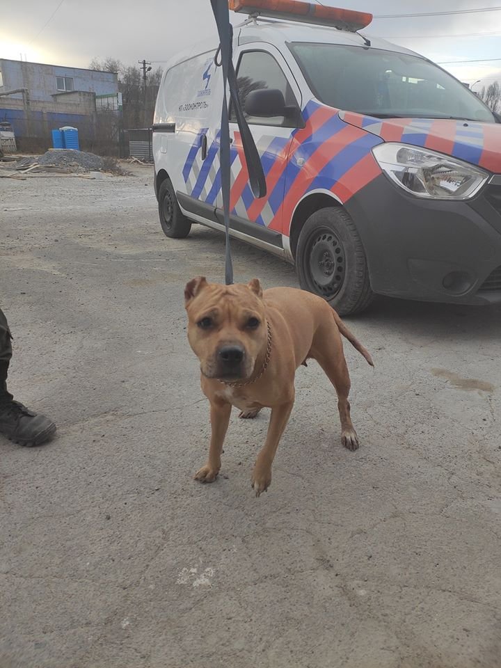 С улицы Новоорловской в КП "Зооконтроль" попала сука, похожая на питбуля