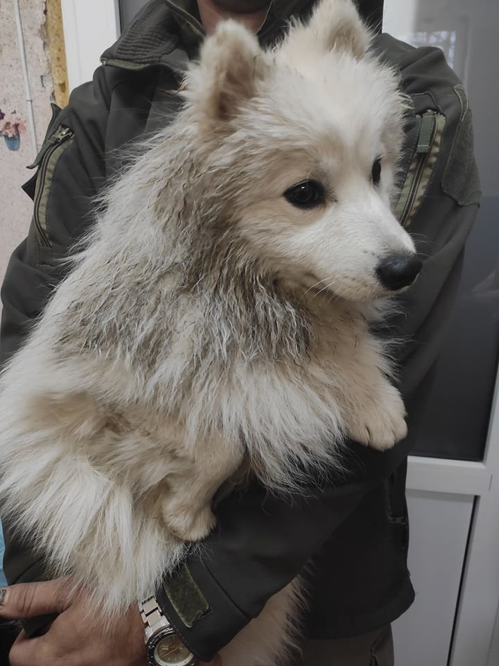 Из жилого массива Ломовський туда попал кобель, похожий на японского шпица