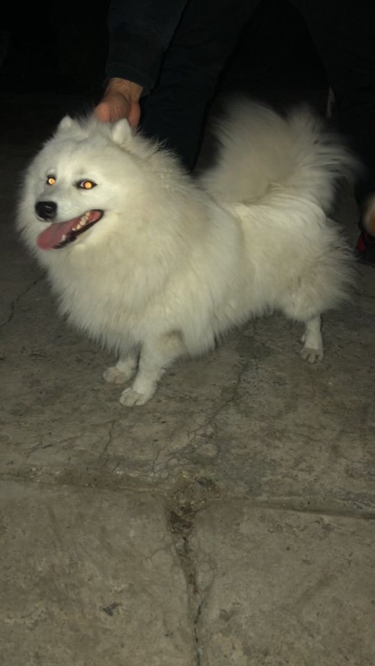 В Днепре пропало много животных: помогите найти 3