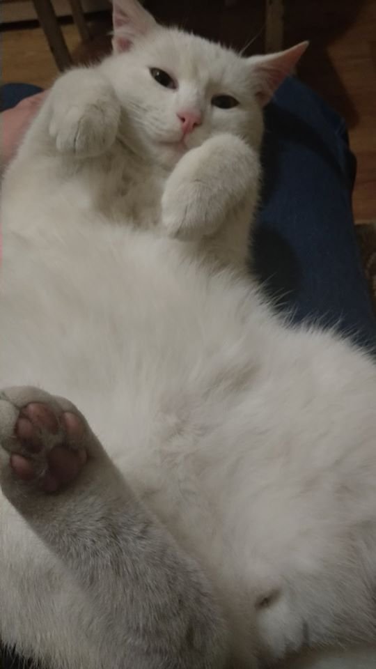 В Днепре пропало много животных: помогите найти 4