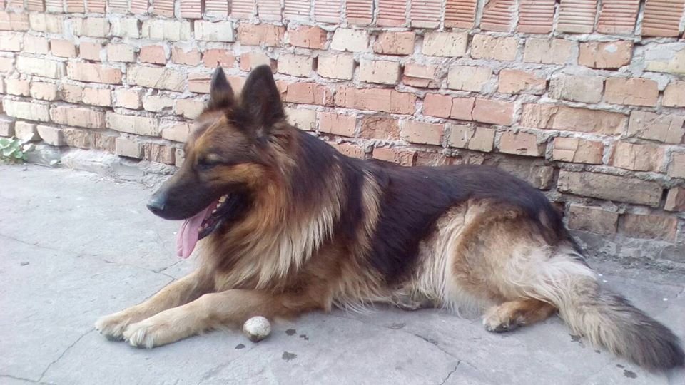 В Днепре пропало много животных: помогите найти 5