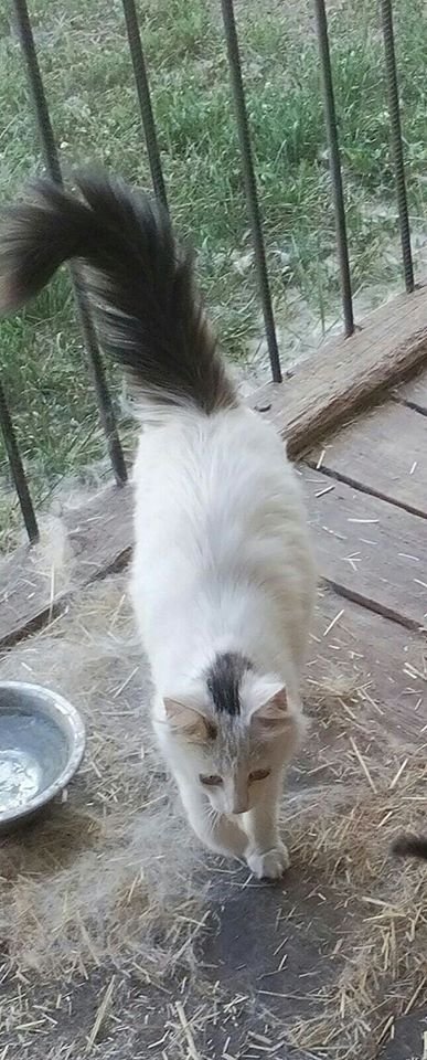 В Днепре пропало много животных: помогите найти 6