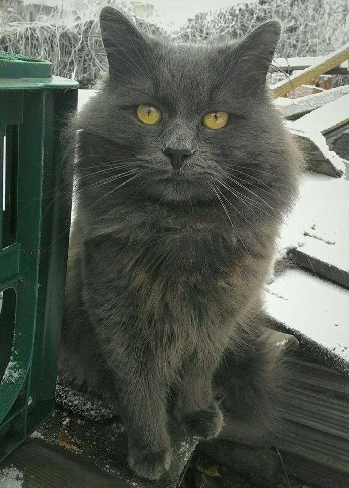 В Днепре пропало много животных: помогите найти 7