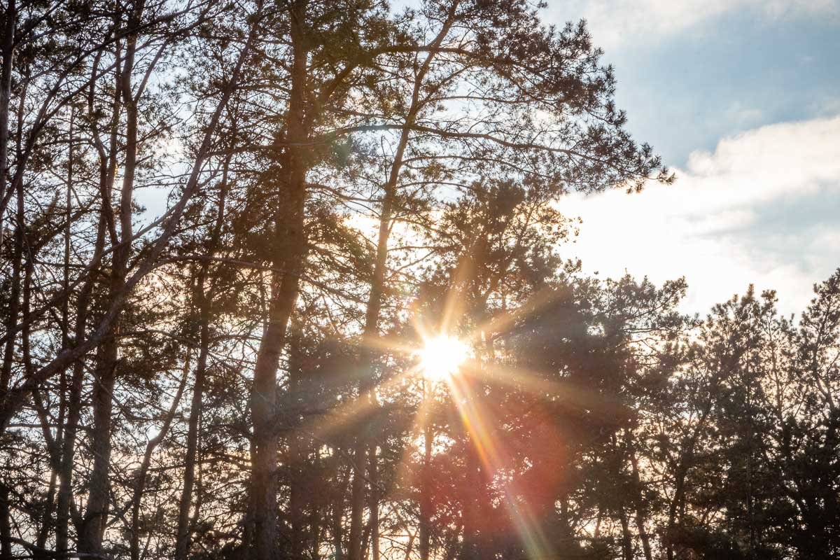 Лес, точно терем расписной, Лес, точно терем расписной,