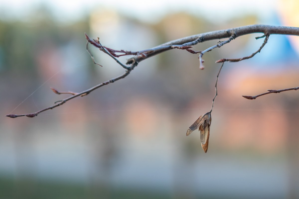 Лиловый, золотой, багряный, Лиловый, золотой, багряный,