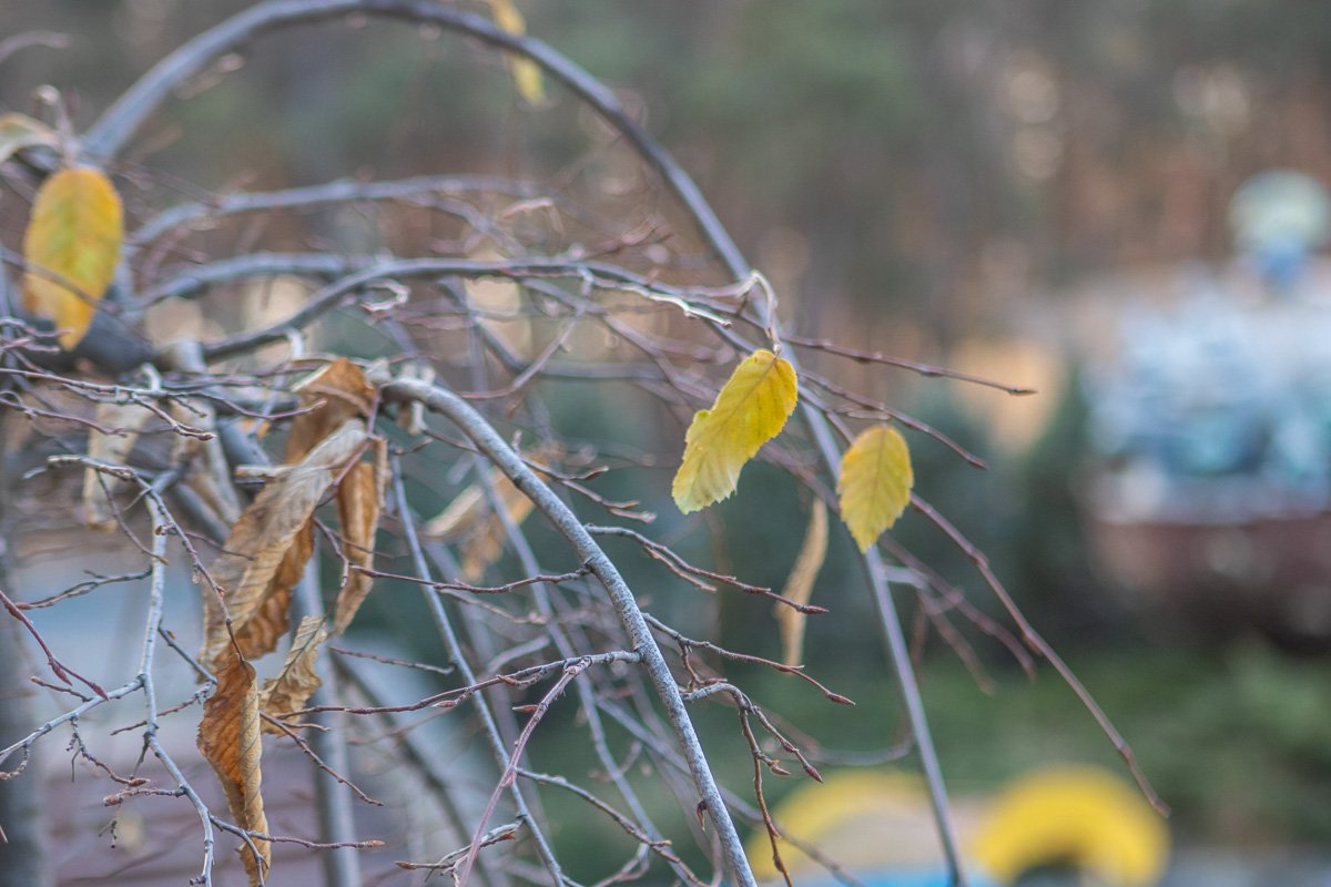 Веселой, пестрою стеной Веселой, пестрою стеной