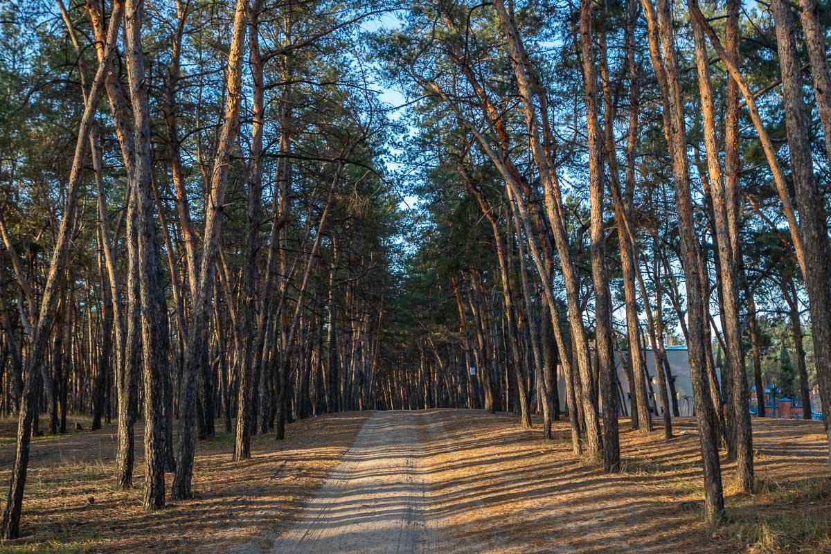 Стоит над светлою поляной. Стоит над светлою поляной.