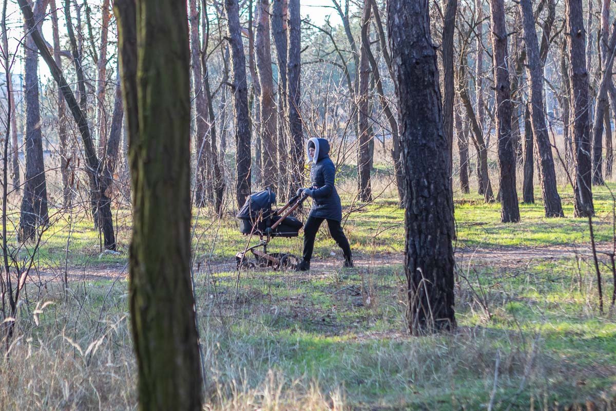 Березы желтою резьбой Березы желтою резьбой