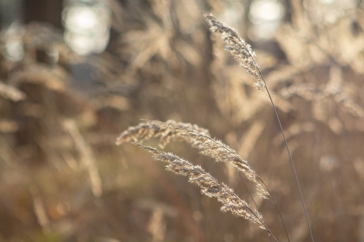 Блестят в лазури голубой, Блестят в лазури голубой,