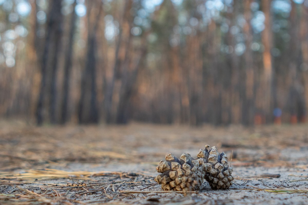 Как вышки, елочки темнеют, Как вышки, елочки темнеют,
