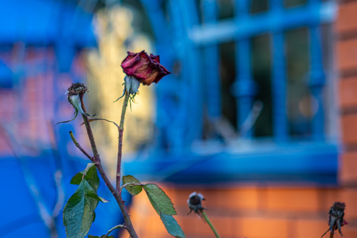 А между кленами синеют А между кленами синеют