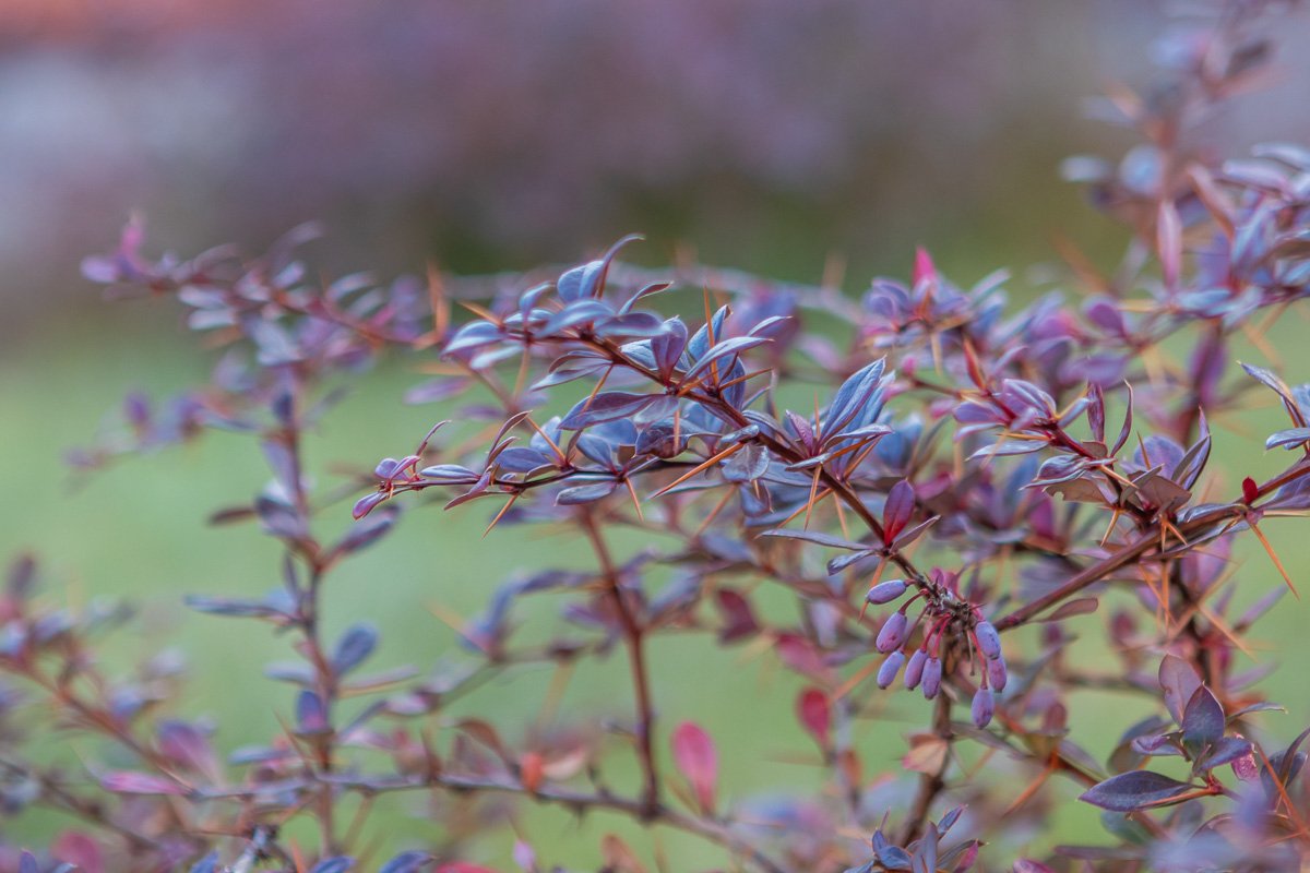 То там, то здесь в листве сквозной То там, то здесь в листве сквозной