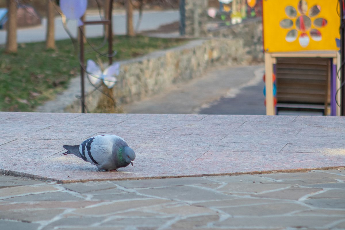 Просветы в небо, что оконца. Просветы в небо, что оконца.