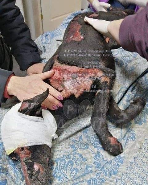 Мы все можем ей помочь 