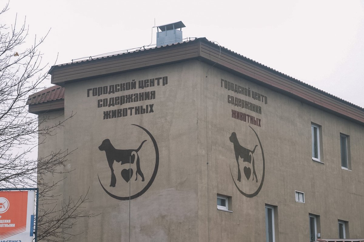 ИНТЕРПАЙП и городские власти возвращают в Днепр собак из харьковского приюта 2