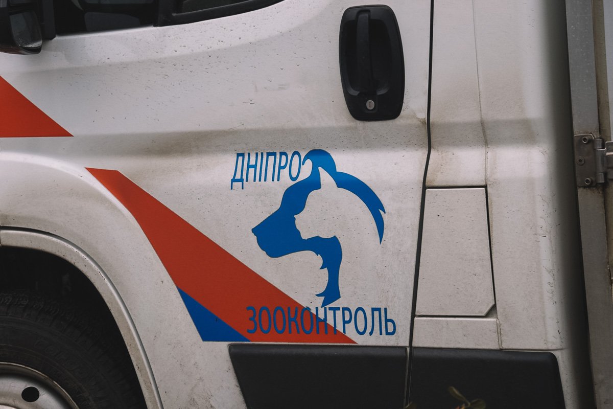 ИНТЕРПАЙП и городские власти возвращают в Днепр собак из харьковского приюта 3