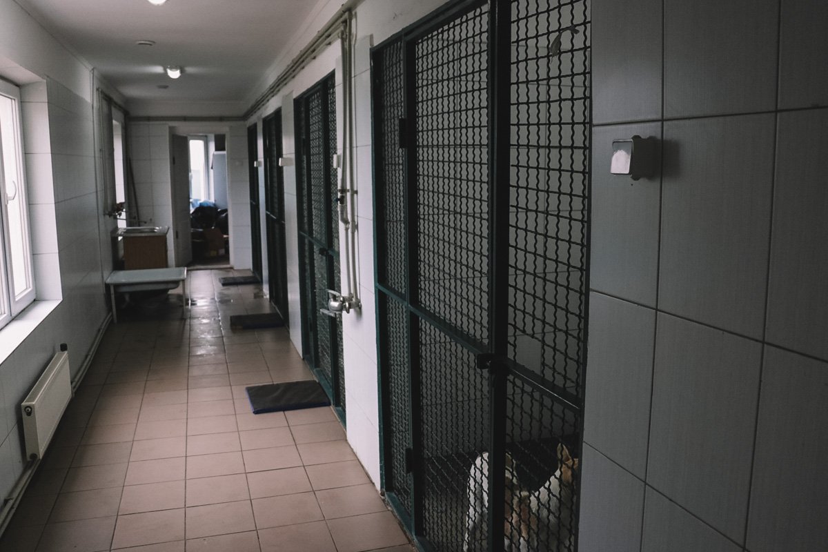 ИНТЕРПАЙП и городские власти возвращают в Днепр собак из харьковского приюта 9