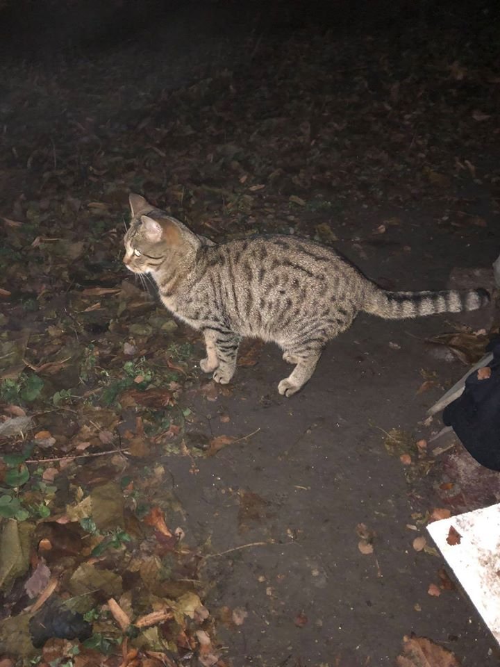 В Днепре пропало много животных: помогите найти 1