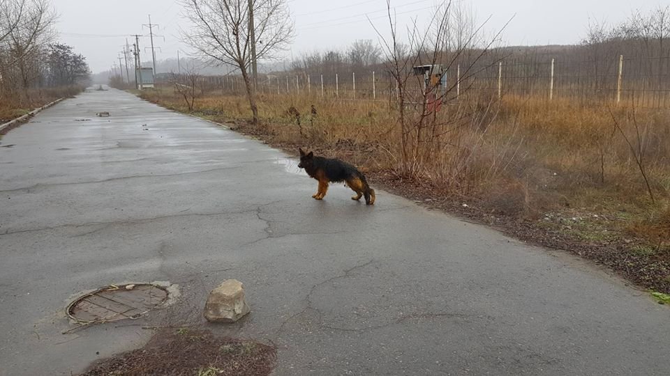 В Днепре пропало много животных: помогите найти 2