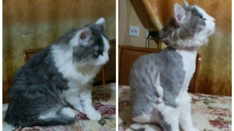 В Днепре пропало много животных: помогите найти 4