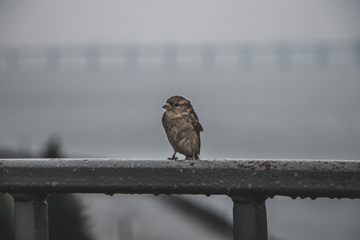 «Cайонара»,— кричали птицы. «Cайонара»,— кричали птицы.