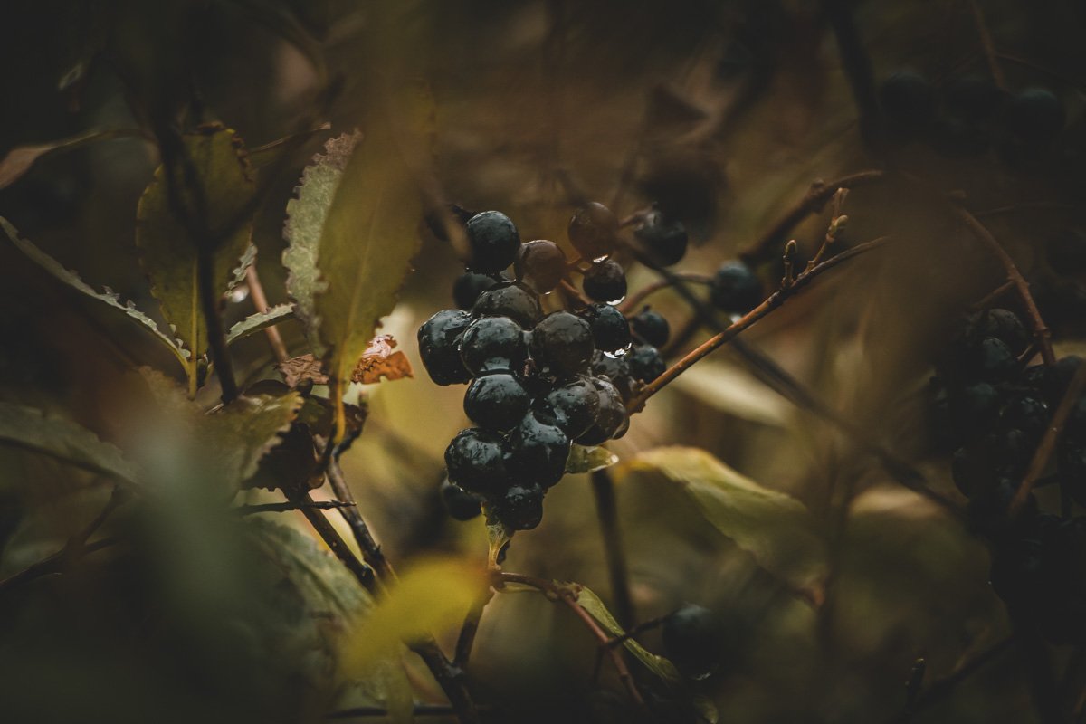 В сердце вклинится глубоко. В сердце вклинится глубоко.