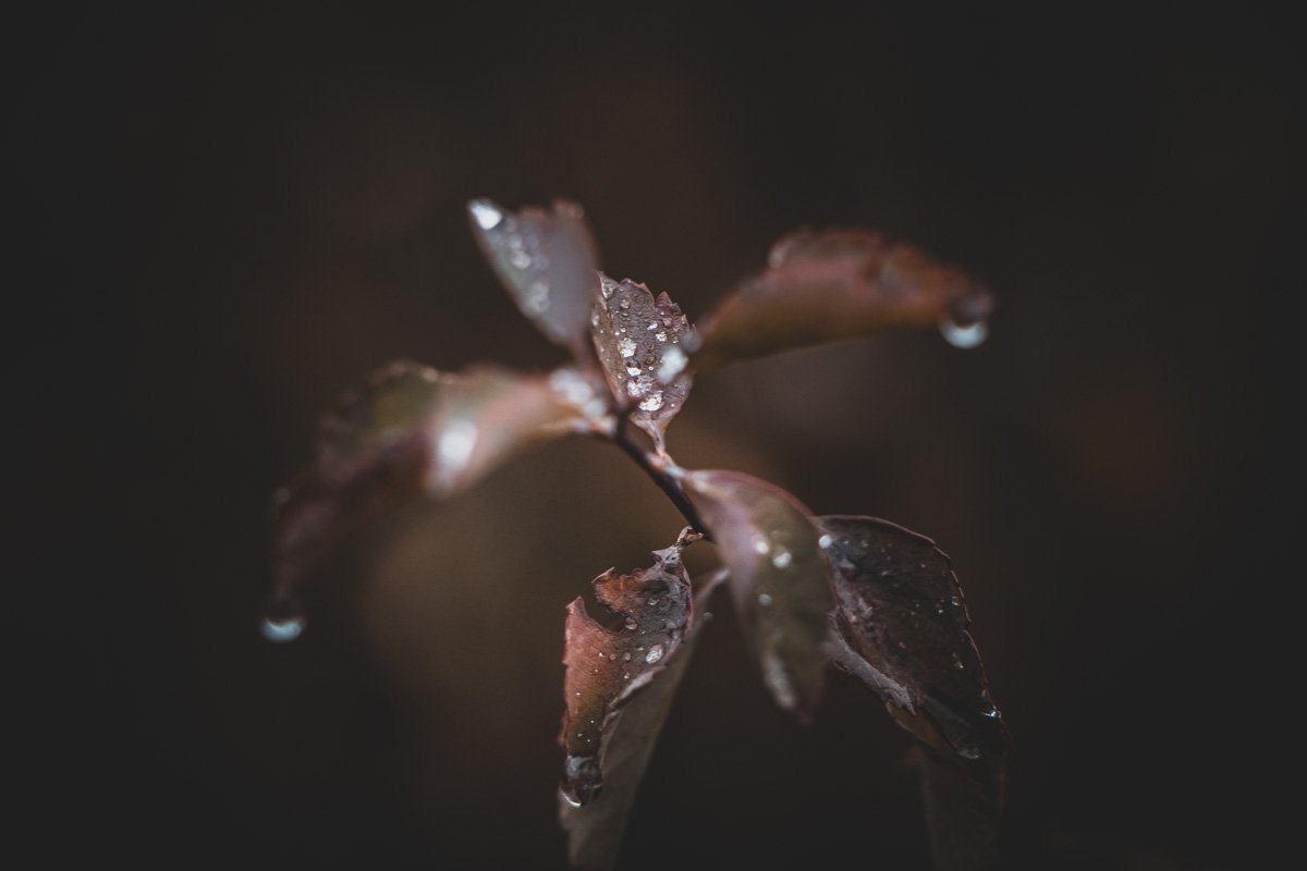 Между нами дремучей хлябью Между нами дремучей хлябью