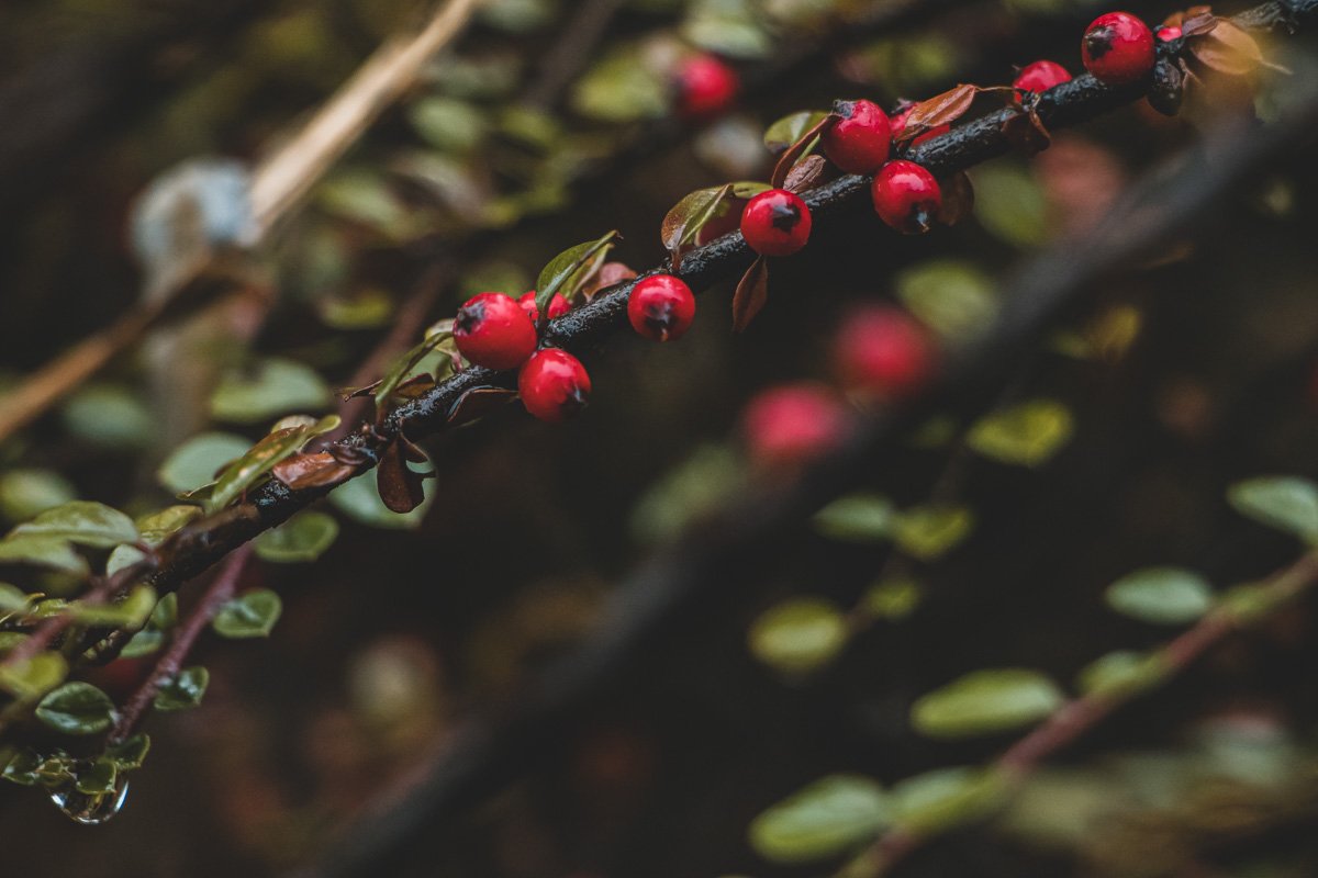 Обратившийся в пепелище, В образ, вымазанный углём. Обратившийся в пепелище, В образ, вымазанный углём.