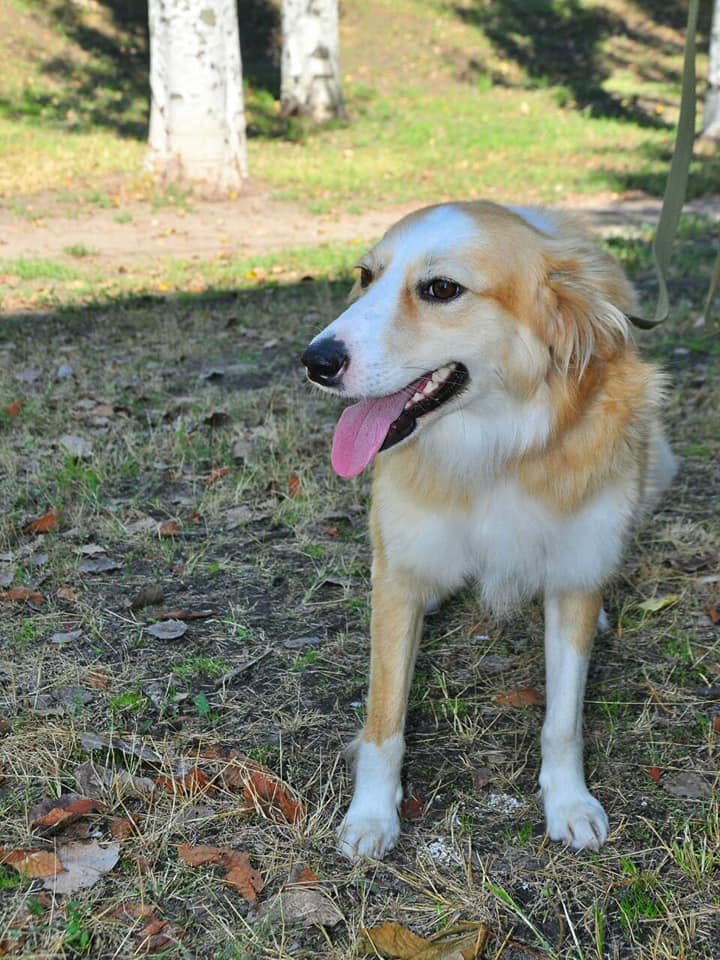 Апельсинка