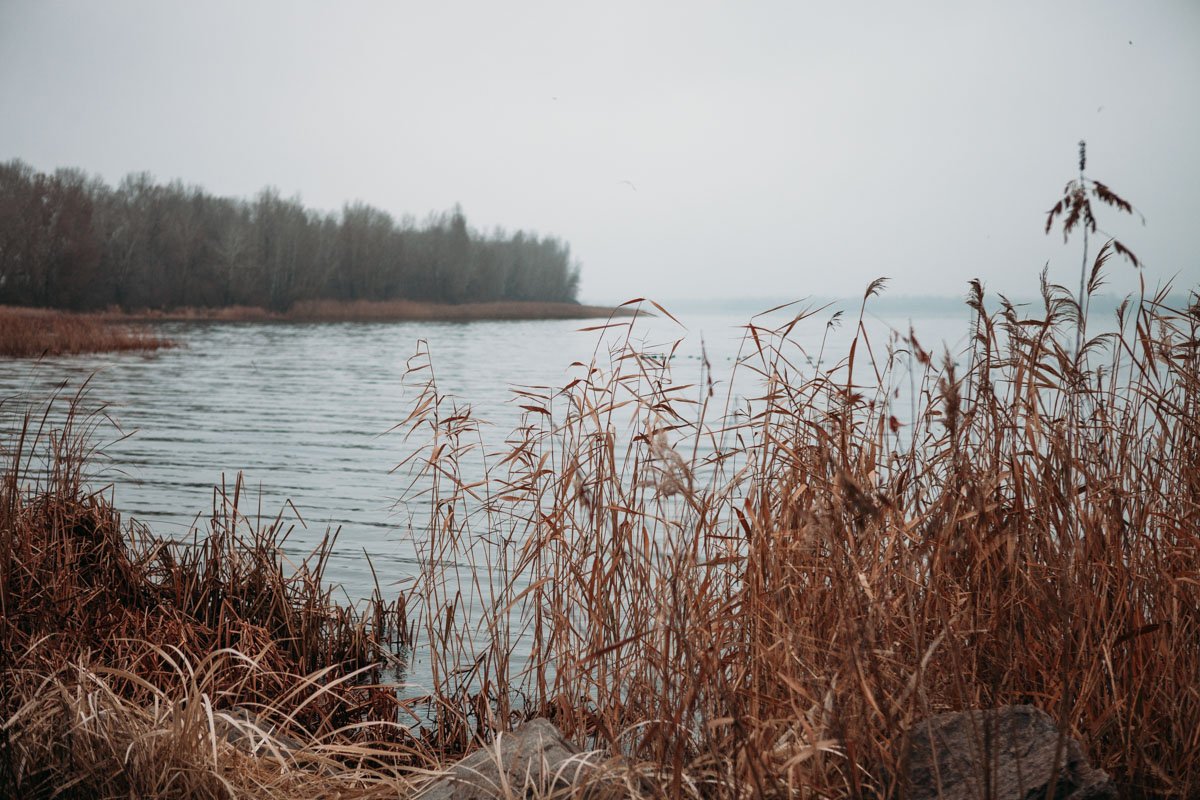 Серо-рыжая осень Серо-рыжая осень