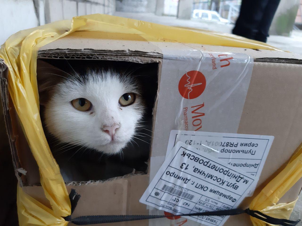 Привет, я медкот Привет, я медкот