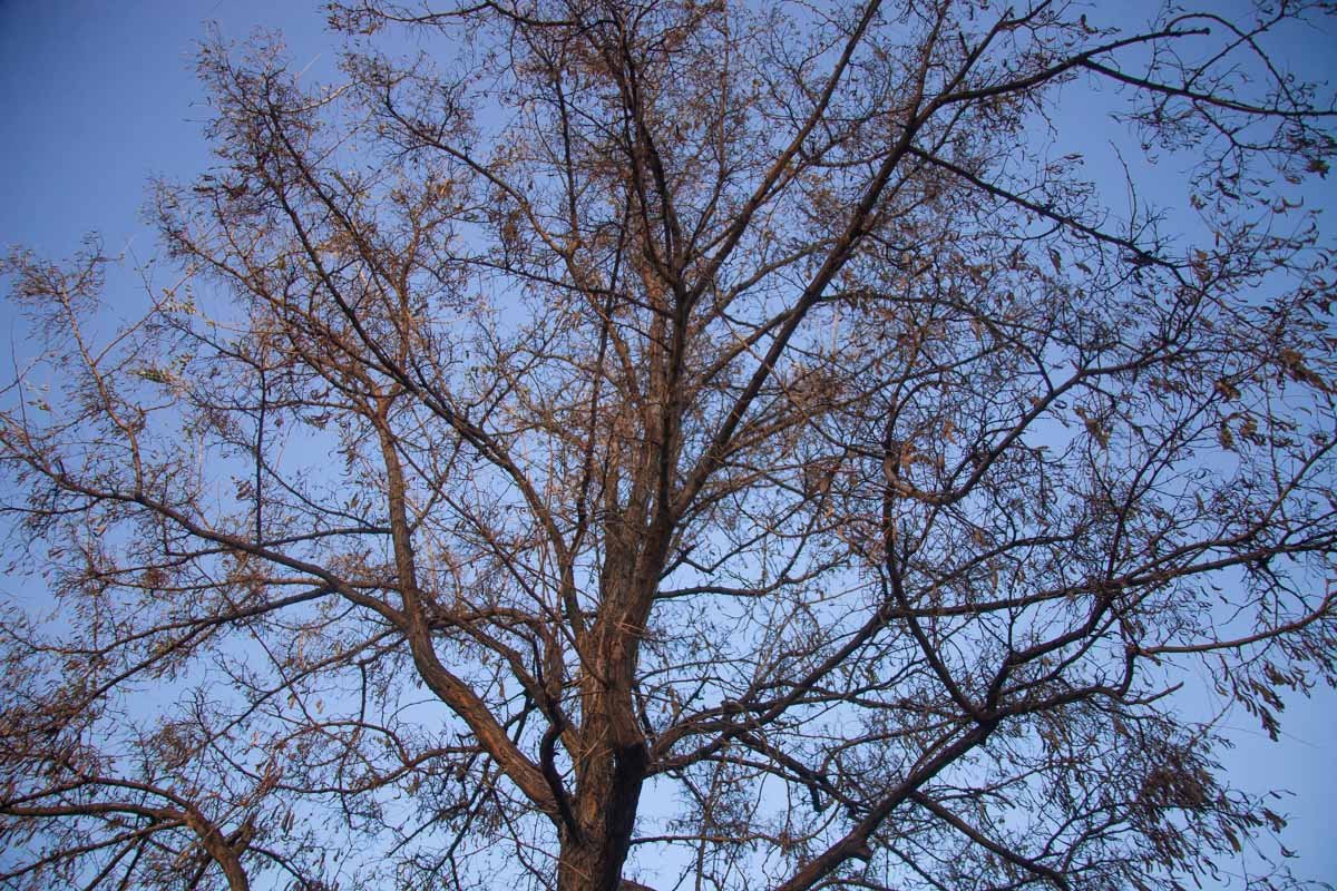 Деревья разделись в ожидании снежной шубы