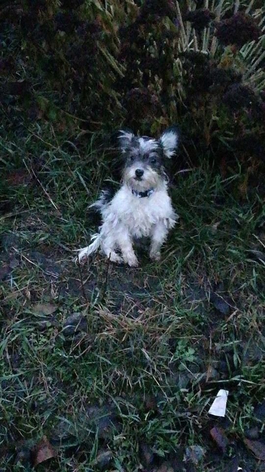 В Днепре пропало много животных: помогите найти 1