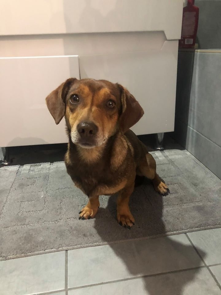 В Днепре пропало много животных: помогите найти 2