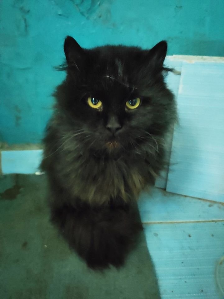 В Днепре пропало много животных: помогите найти 3