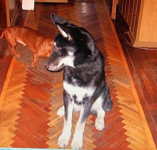 В Днепре пропало много животных: помогите найти 4