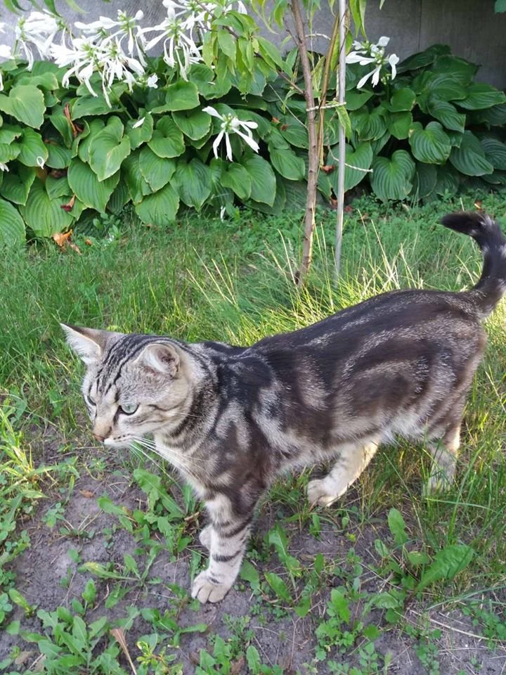 В Днепре пропало много животных: помогите найти 5