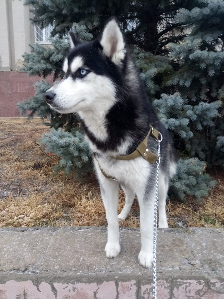 В Днепре пропало много животных: помогите найти 6