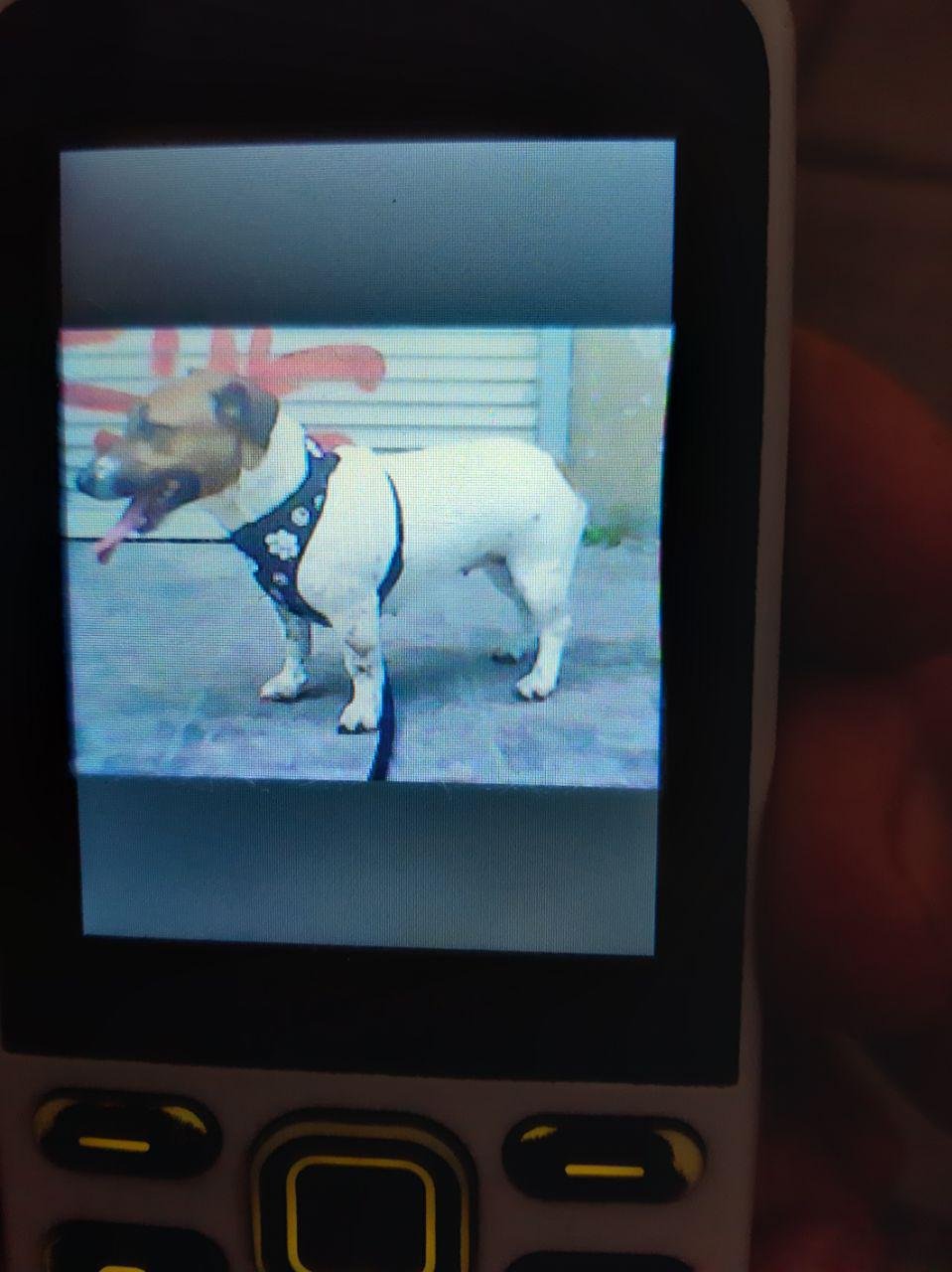 В Днепре пожилой мужчина потерял своего четвероногого друга 1